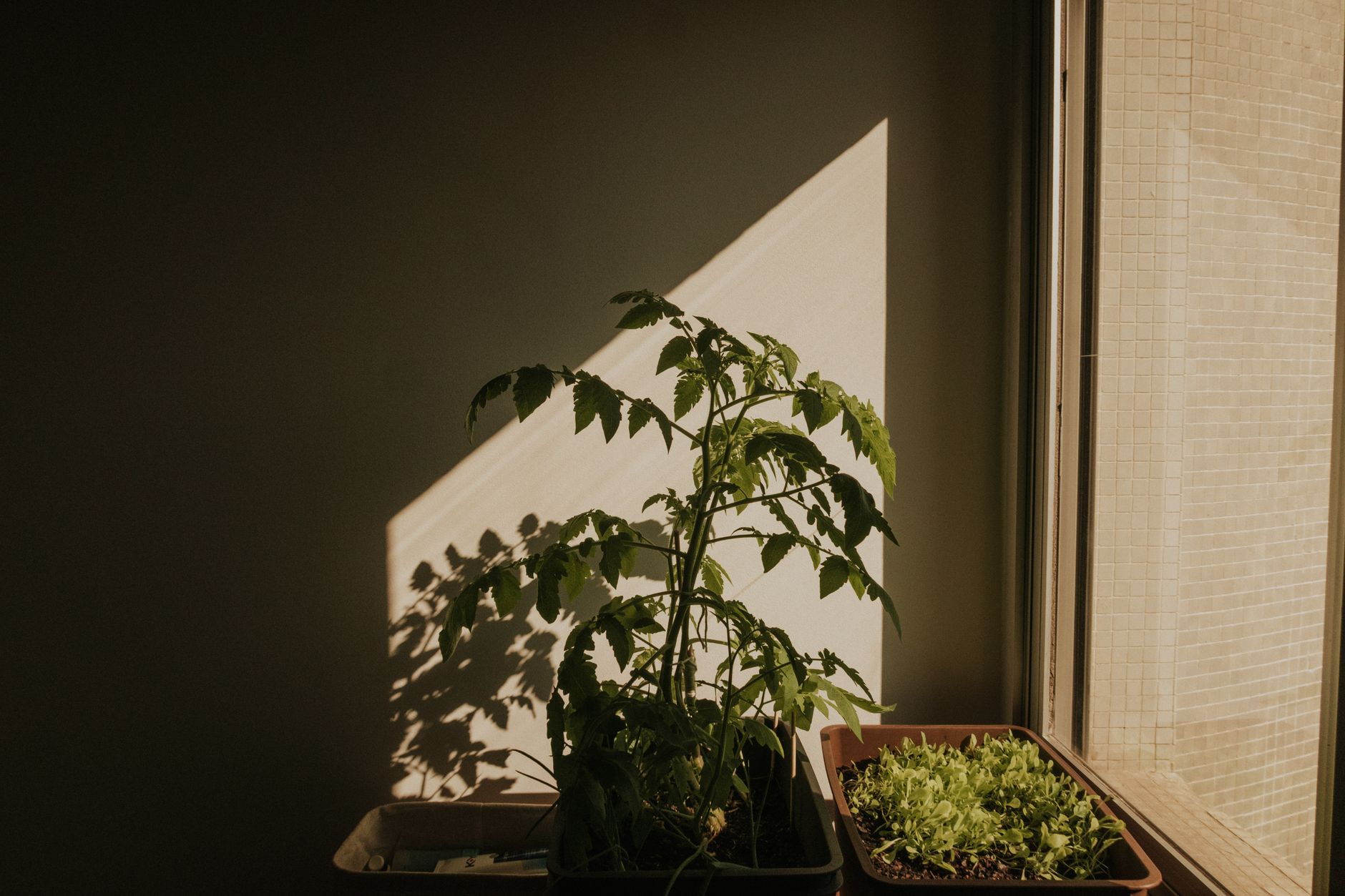Balkon s paradižniki v mestu